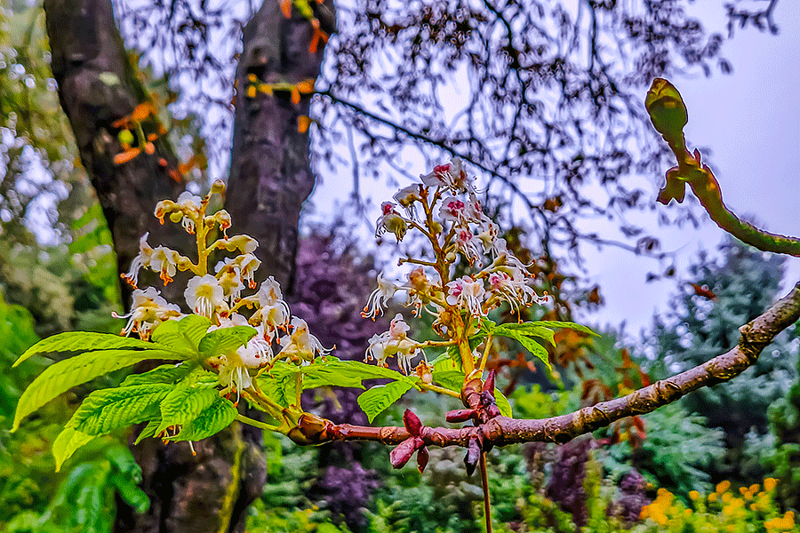 Roßkastanienblüte im Herbst - Fotos JoSt   2025 Roßkastanienblüte im Herbst - Fotos JoSt   2025